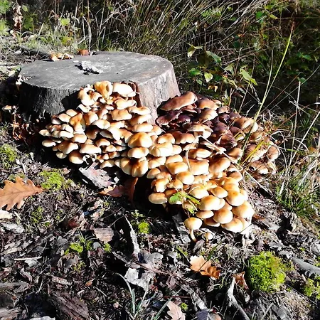 Apartmán 110 Rokytka U Sjezdovky
